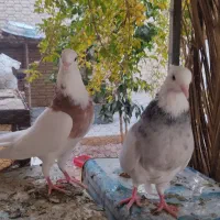 طوقی|پرنده|اردکان, |دیوار