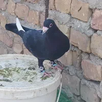 کبوتر نر مینا سیاه