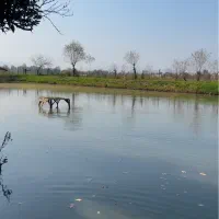 فروش ماهی کپور آمل بیکت