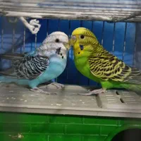 مرغ عشق مولد|پرنده|شیراز, مسلم|دیوار