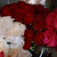 گل رز هلندی