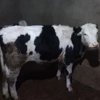 گوساله سیمینتال اصل