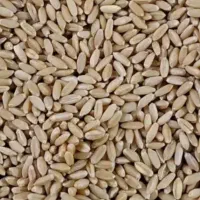 تخوملیخ بوغدا