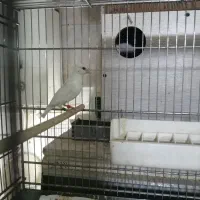 فنچ گلو بریده|پرنده|پاکدشت, پاکدشت (مامازند)|دیوار