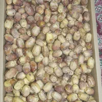 خرما در میرجاوه