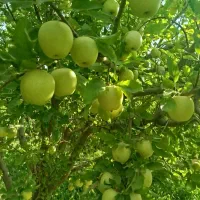 زمین و باغ|فروش زمین و ملک کلنگی|اشترینان, |دیوار