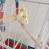 عروس هلندی جفت نر و ماده لوتینو سخنگو دستی