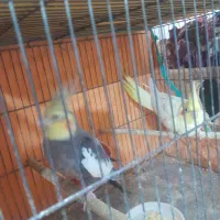 طوطی عروس|پرنده|رشت, توشیبا|دیوار