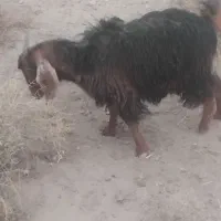 بزغاله چاق چهار نیم|حیوانات مزرعه|تایباد, |دیوار