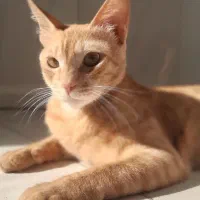 واگذاری گربه نارنجی dsh