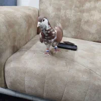 ساده افشون