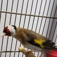 سهره دهن زنگی جدید ایوب رحمتی