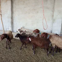 میش داشتی جوان