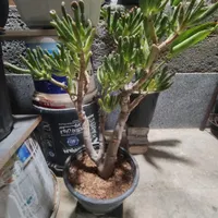 گل بنسای