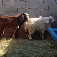 گوسفند با جلب|حیوانات مزرعه|بم, |دیوار