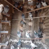 ماده پرشی|پرنده|تربتحیدریه, مظفریه|دیوار