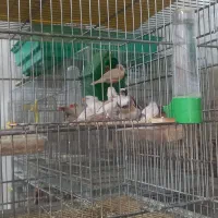 فنج