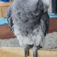 فروش کاسکو سالم|پرنده|نشتارود, |دیوار