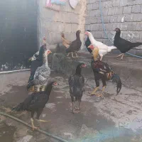 مرغ و خروس لاری|حیوانات مزرعه|چاراویماق, |دیوار