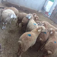 توغلی نروماده|حیوانات مزرعه|انگوت, |دیوار