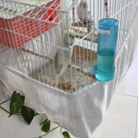 مرغ عشق اروپایی