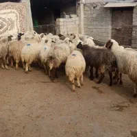 گوسفند داشتی