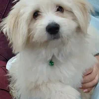 سگ نر یک و نیم ساله|سگ|ایزدشهر, |دیوار