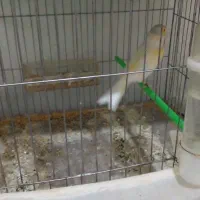 ۵عددقناری یک ماده ۴تانر|پرنده|قیدار, |دیوار