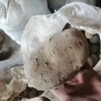 سیب زمینی|خدمات باغبانی و درختکاری|نهاوند, |دیوار