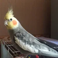 عروس هلندی نر ،با قفس ولوازم