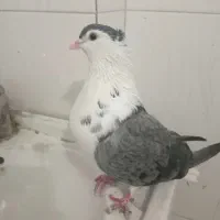 ۴عدد کفتر المانی