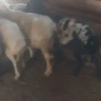 شیشک داشتی