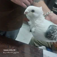 کبوتر کفتر بلژیکی ۲ کت ماده سینه دم سیاه