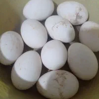 تخم غاز|خوردنی و آشامیدنی|زابل, |دیوار