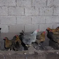 مرغ محلی تخم گذار|حیوانات مزرعه|رودبنه, |دیوار