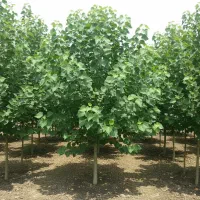 صنوبر تبریزی برای زراعت چوب و بادشکن