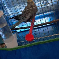 عروس هلندی مروارید نر