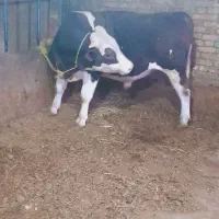 گار