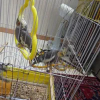 عروس هلندی|پرنده|مشهد, شهرک مهرگان|دیوار