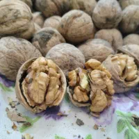 عمده فروشی گردو همدان