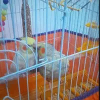 عروس هلندی|پرنده|رشت, کوی جام جم|دیوار