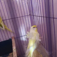مرغ عشق پروانه ای