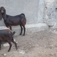 بزدوقلوزاد