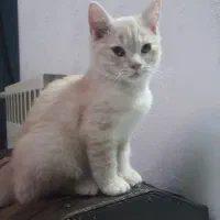 گربه بریتیش گلد و سیلور|گربه|تهران, پرستار|دیوار