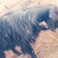 سلام بزفروشی هستن یا مشتری کنار میایم|حیوانات مزرعه|خاش, |دیوار