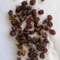 مویز شیرازی|خوردنی و آشامیدنی|شیراز, گویم|دیوار