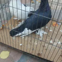 دو عدد کبوتر ۶۰۰تومن