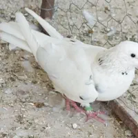 کبوتر پرشی تهرانی شمرونی دمگیر دستگردی|پرنده|خمینی‌شهر, |دیوار