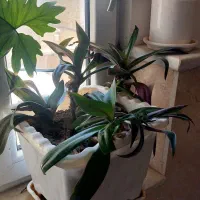 موسی در گهواره