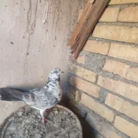 رنگی کبوتر|پرنده|چمران, |دیوار